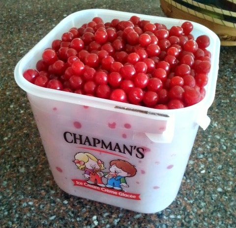 Freshly picked Nanking Cherries in an ice cream pail. 