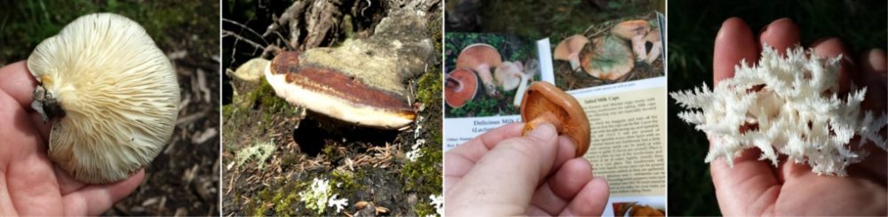 A collage of mushrooms found in the wild.